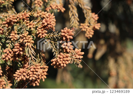 スギ花粉 123469189