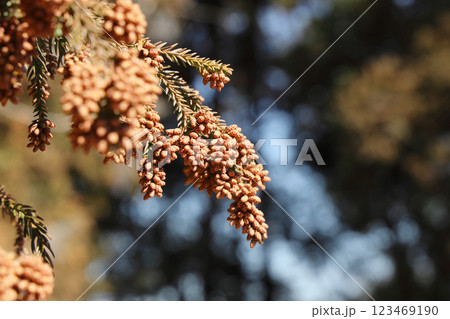 スギ花粉 123469190