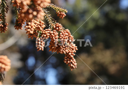 スギ花粉 123469191