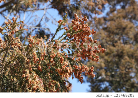 スギ花粉 スギ花粉 123469205