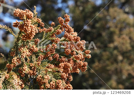 スギ花粉 123469208