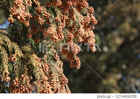 スギ花粉 123469209