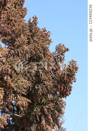 スギ花粉 123469256