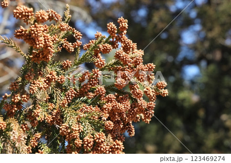 スギ花粉 123469274