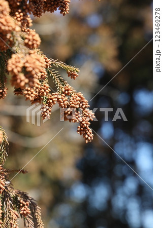 スギ花粉 スギ花粉 123469278