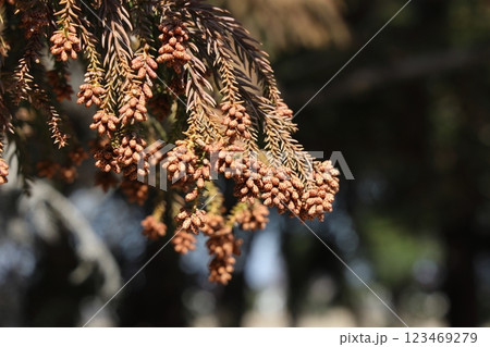 スギ花粉 スギ花粉 123469279