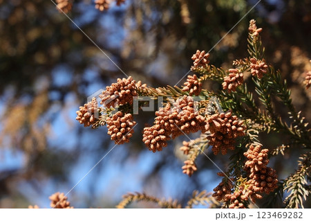 スギ花粉 123469282