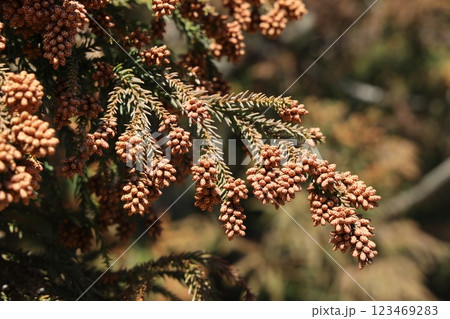 スギ花粉 123469283