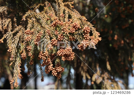 スギ花粉 123469286