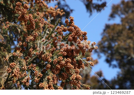 スギ花粉 123469287