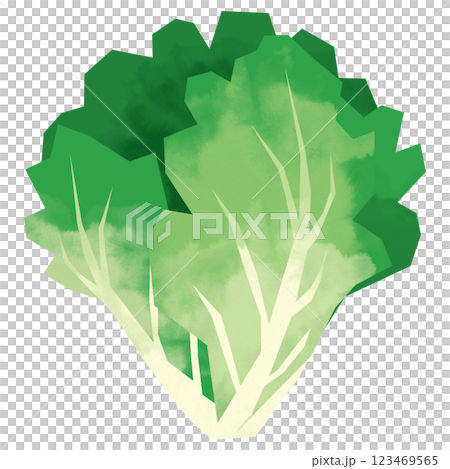 Paper-cut style leaf lettuce Paper-cut style leaf lettuce 123469565