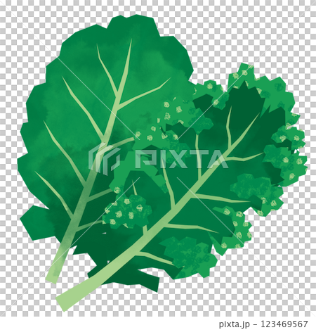 切り絵風のケール 123469567