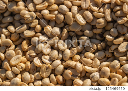 The process of making coffee beans dry by using sunlight. The process of making coffee beans dry by using sunlight. 123469650