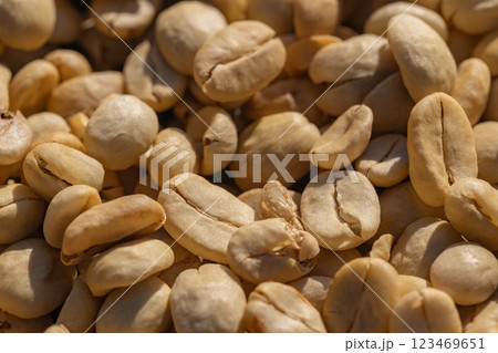 The process of making coffee beans dry by using sunlight. 123469651