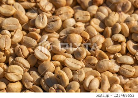 The process of making coffee beans dry by using sunlight. The process of making coffee beans dry by using sunlight. 123469652
