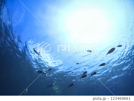 沖縄　阿嘉島のニシハマビーチ　水中写真 123469661