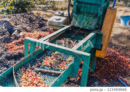 Coffee cherry pulping machine farmer. coffee bean machine process. Coffee cherry pulping machine farmer. coffee bean machine process. 123469666