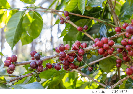Coffee tree concept. Organic coffee berries beans. Coffee tree concept. Organic coffee berries beans. 123469722