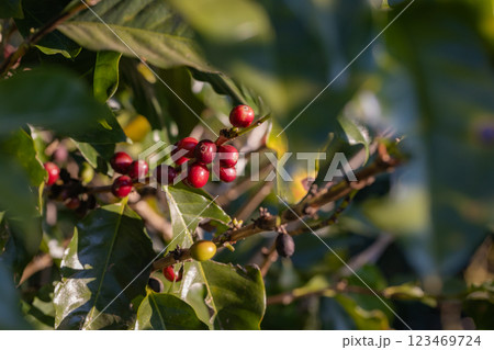 Coffee tree concept. Organic coffee berries beans. Coffee tree concept. Organic coffee berries beans. 123469724