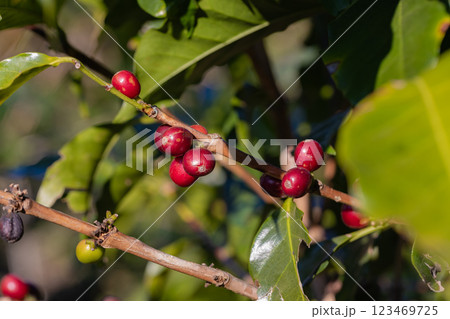 Coffee tree concept. Organic coffee berries beans.  123469725