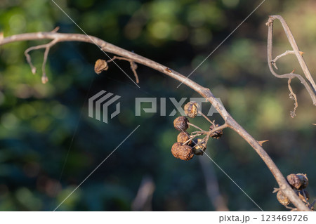 Coffee tree concept. Organic coffee berries beans.  123469726