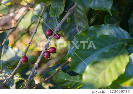 Coffee tree concept. Organic coffee berries beans.  123469727