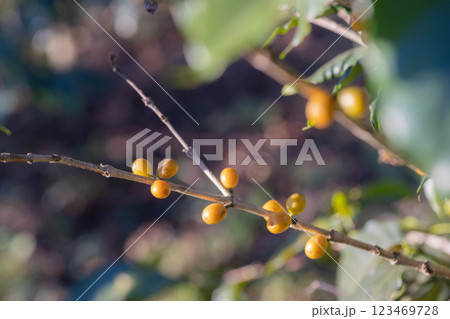 Coffee tree concept. Organic coffee berries beans.  123469728