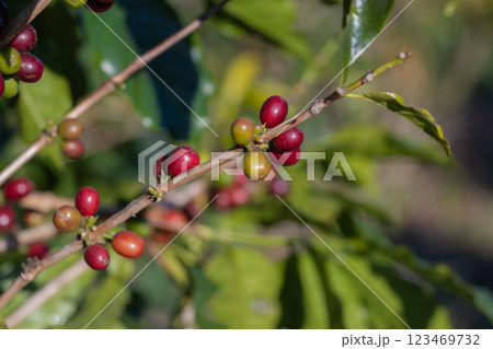 Coffee tree concept. Organic coffee berries beans. Coffee tree concept. Organic coffee berries beans. 123469732