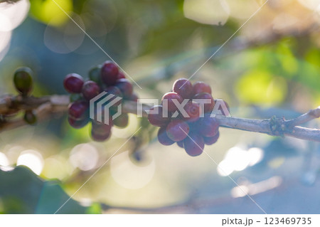 Coffee tree concept. Organic coffee berries beans.  123469735