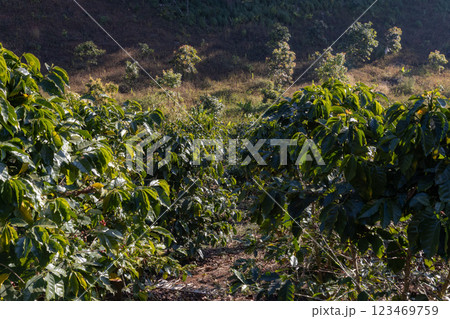Coffee tree concept. Organic coffee berries beans.  123469759