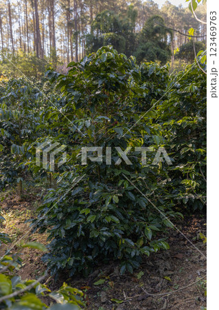 Coffee tree concept. Organic coffee berries beans.  123469763