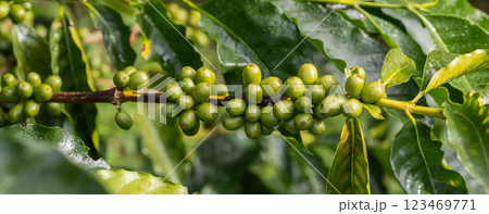 Coffee tree concept. Organic coffee berries beans.  123469771