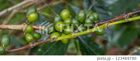 Coffee tree concept. Organic coffee berries beans. Coffee tree concept. Organic coffee berries beans. 123469780
