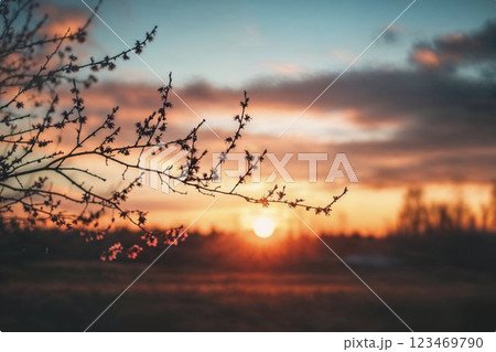 夕日に染まる枯れ木 夕日に染まる枯れ木 123469790