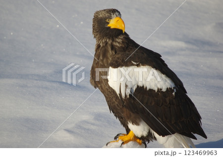 流氷の上のオジロワシ 123469963