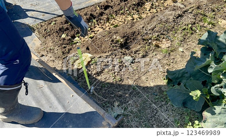 畑に腐葉土を撒いて土壌改良をする農作業中の男性 畑に腐葉土を撒いて土壌改良をする農作業中の男性 123469989