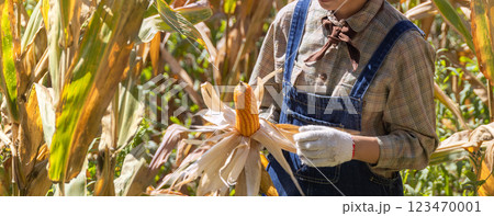 Farmer work in a field with corn. agriculture irrigation concept. 123470001