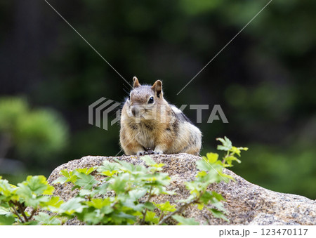 Chipmunk Perched on a Rock Surrounded by Greenery in a Natural Setting Chipmunk Perched on a Rock Surrounded by Greenery in a Natural Setting 123470117