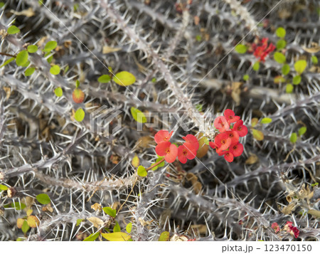 棘のある花ハナキリン 棘のある花ハナキリン 123470150
