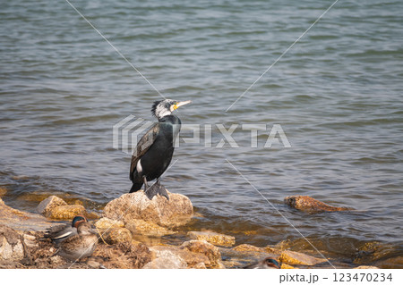 湖岸に立つカワウ　滋賀県大津市琵琶湖　 123470234