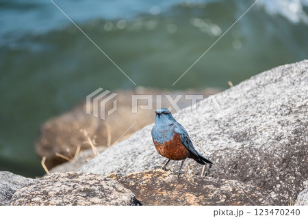 イソヒヨドリ(オス) 大津市琵琶湖岸 イソヒヨドリ(オス) 大津市琵琶湖岸 123470240