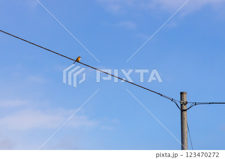 電線に止まっている一匹のモズ　青空と電線と野鳥の素材写真 123470272