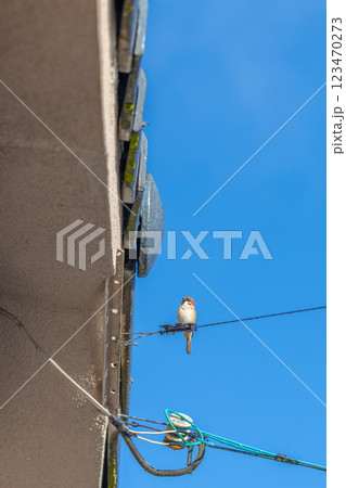 瓦屋根と電線に止まる一匹のスズメ 瓦屋根と電線に止まる一匹のスズメ 123470273