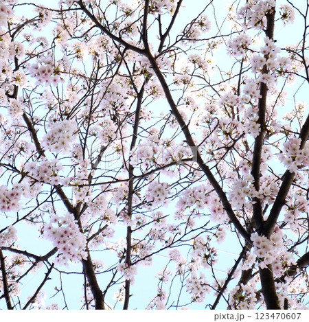 青空に映える桜 青空に映える桜 123470607