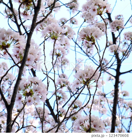 青空に映える桜 青空に映える桜 123470608