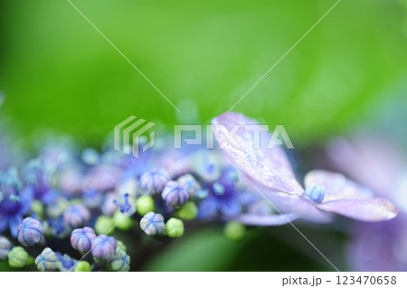 初夏の花 紫陽花 初夏の花 紫陽花 123470658