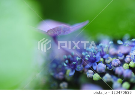 初夏の花　紫陽花 123470659