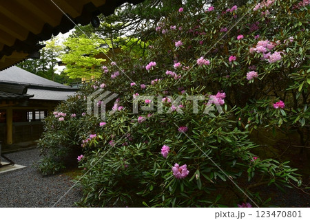 高野山 霊宝館の石楠花 高野山 霊宝館の石楠花 123470801