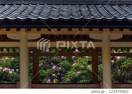 高野山　霊宝館の石楠花 123470802