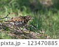 トラツグミ 123470885